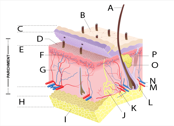 Question illustration for Q1